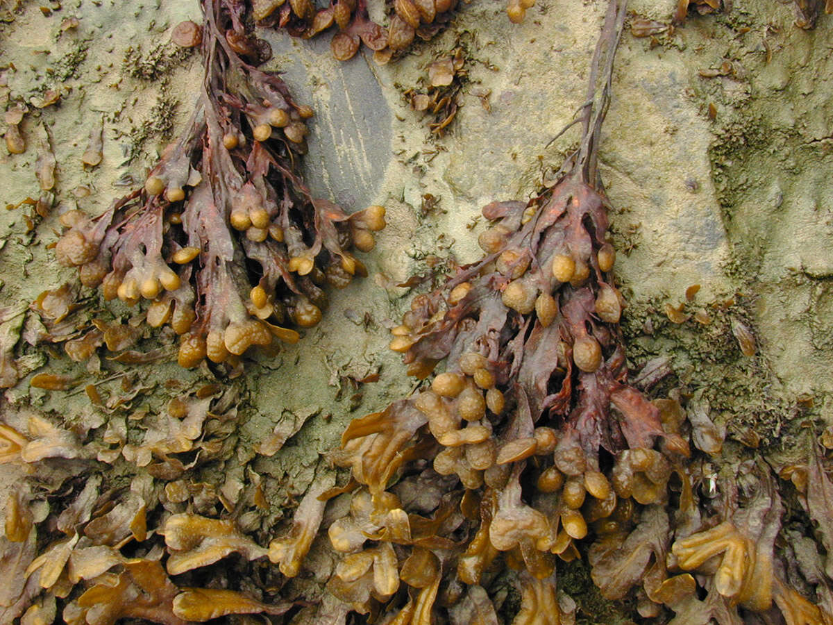 Image of Spiral or Spiralled Wrack