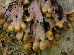 Image of Spiral or Spiralled Wrack