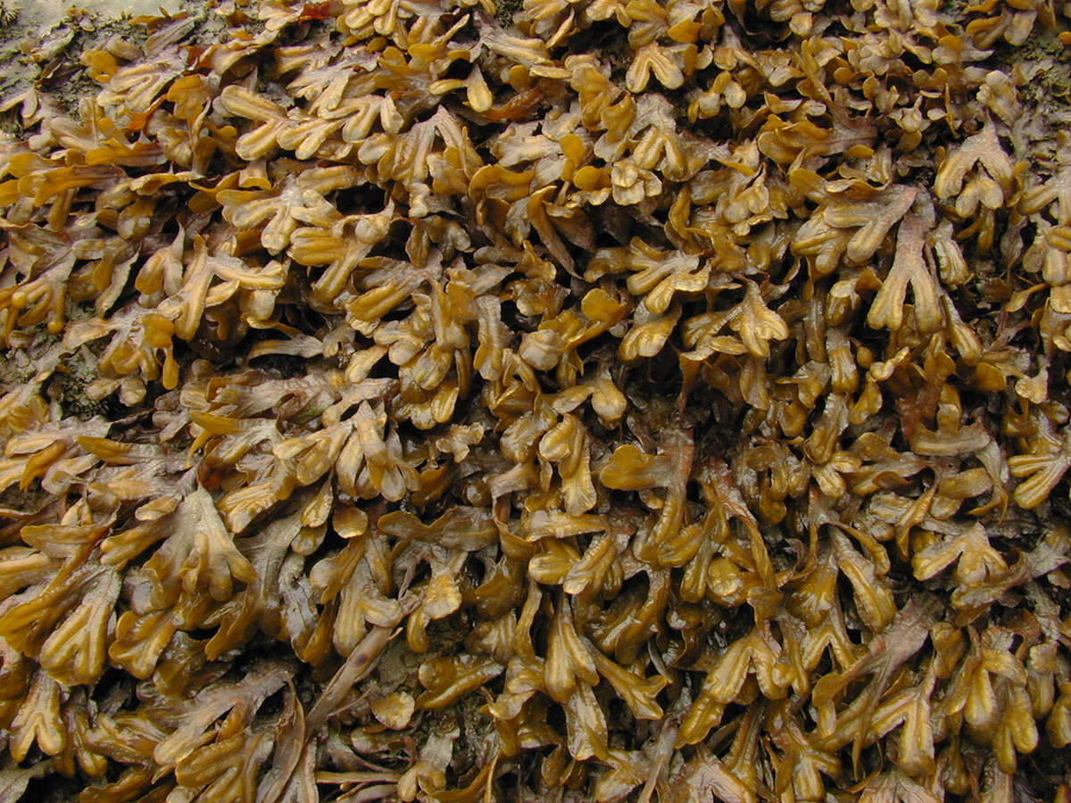 Image of Fucus ceranoides