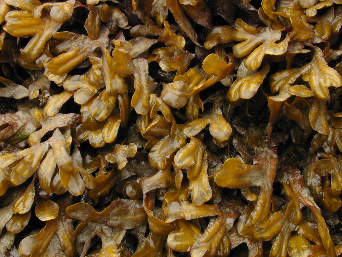 Image of Fucus ceranoides