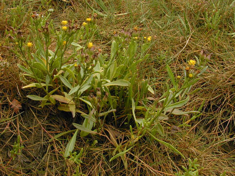 Image of Aster tripolium var. discoideus