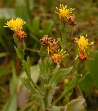 Слика од Aster tripolium var. discoideus