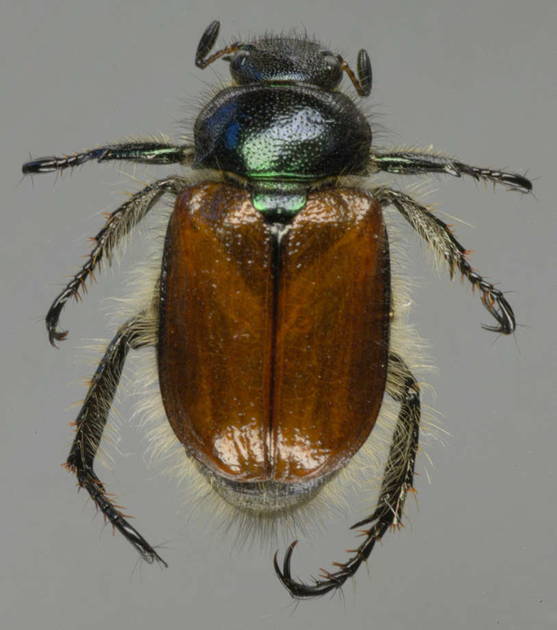 Image of Phyllopertha