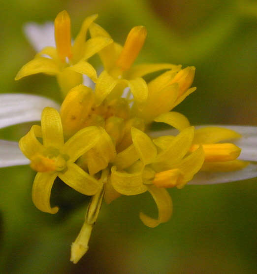 Image of <i>Aster <i>tripolium</i></i> subsp. tripolium