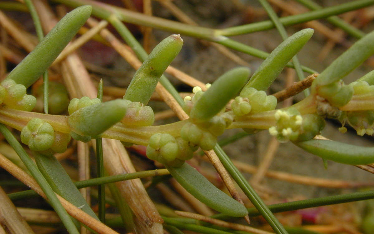 Image of Annual Sea-blite