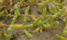 Sivun Salicornia ramosissima J. Woods kuva