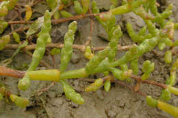 Sivun Salicornia ramosissima J. Woods kuva