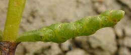 Sivun Salicornia ramosissima J. Woods kuva