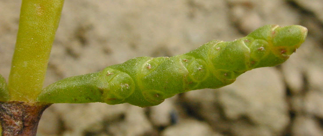 Sivun Salicornia ramosissima J. Woods kuva