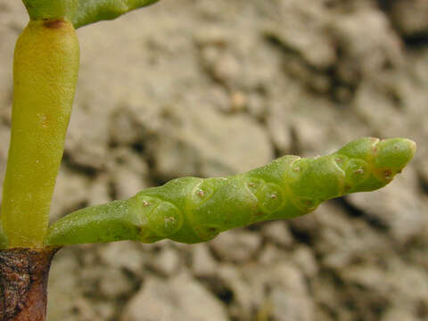 Image of Salicornia ramosissima J. Woods