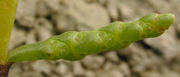 Sivun Salicornia ramosissima J. Woods kuva