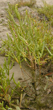 Sivun Salicornia ramosissima J. Woods kuva