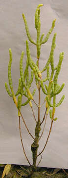 Image of Salicornia ramosissima J. Woods