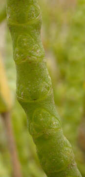 Image of Salicornia ramosissima J. Woods