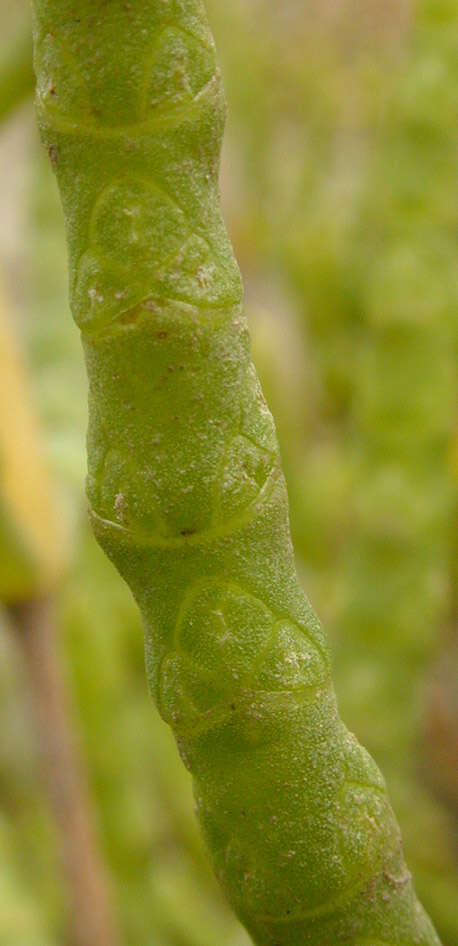 Sivun Salicornia ramosissima J. Woods kuva