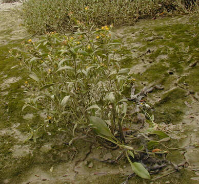 Image of Aster tripolium var. discoideus