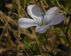 Image of pale flax