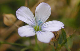 Image of pale flax