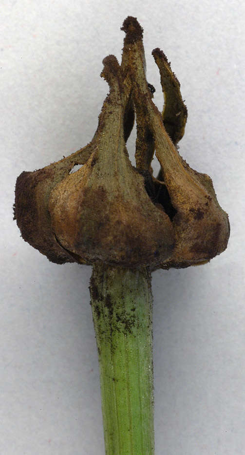 Sivun Microbotryum tragopogonis-pratensis (Pers.) R. Bauer & Oberw. 1997 kuva