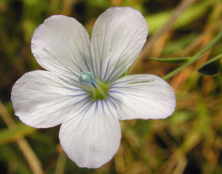 Image of pale flax