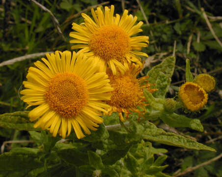 Image of common fleabane