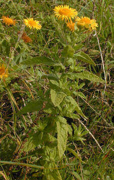 Image of common fleabane