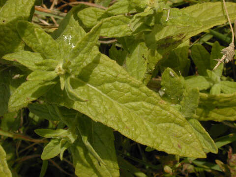 Image of common fleabane