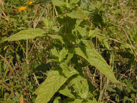 Image of common fleabane