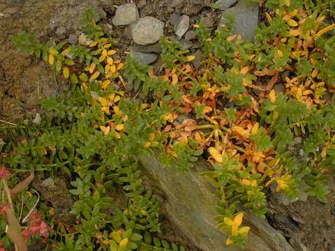 Image of black saltwort