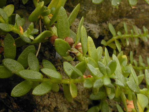 Image of black saltwort