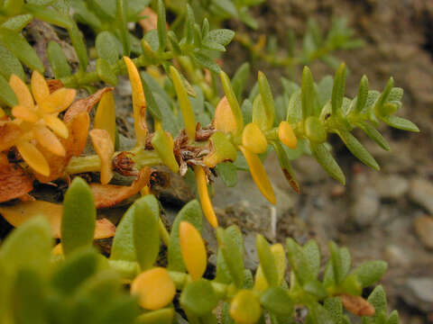 Image of black saltwort