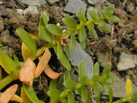 Image of black saltwort