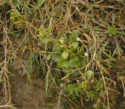 Image of seaside brookweed