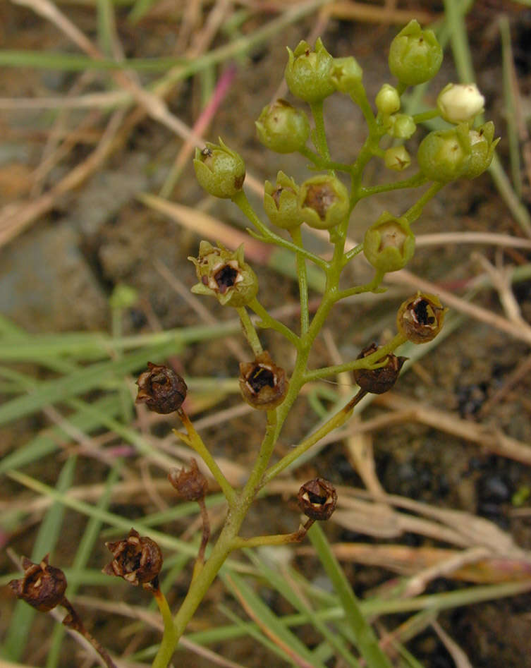 Image of seaside brookweed