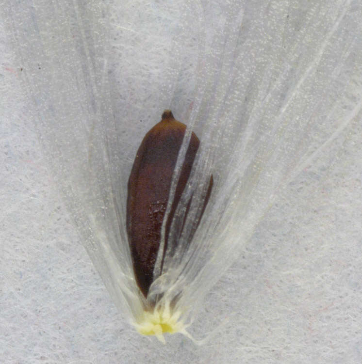 Image of common cottongrass