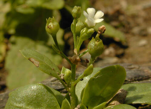 Image of seaside brookweed