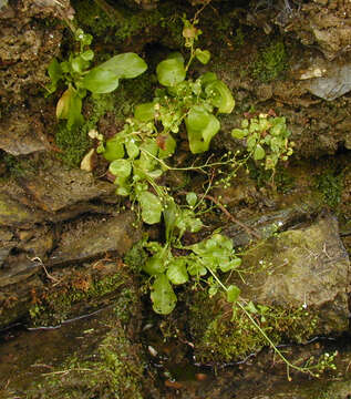 Image of seaside brookweed