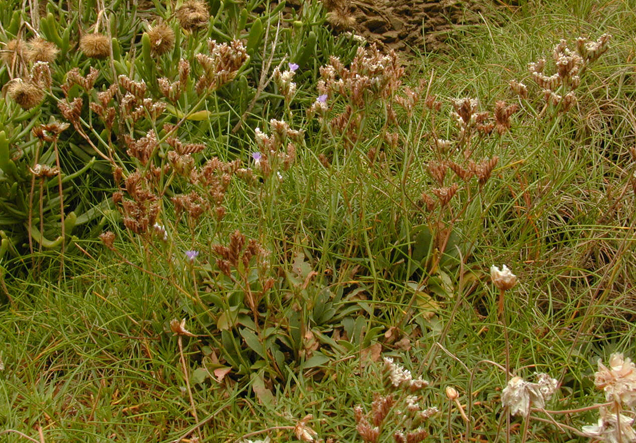 Image of <i>Limonium <i>britannicum</i></i> subsp. britannicum