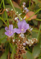 Image of <i>Limonium <i>britannicum</i></i> subsp. britannicum