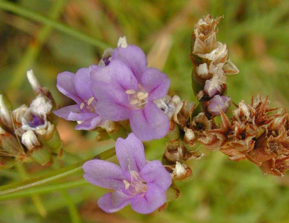 Image of <i>Limonium <i>britannicum</i></i> subsp. britannicum