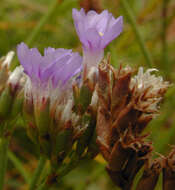 Image of <i>Limonium <i>britannicum</i></i> subsp. britannicum