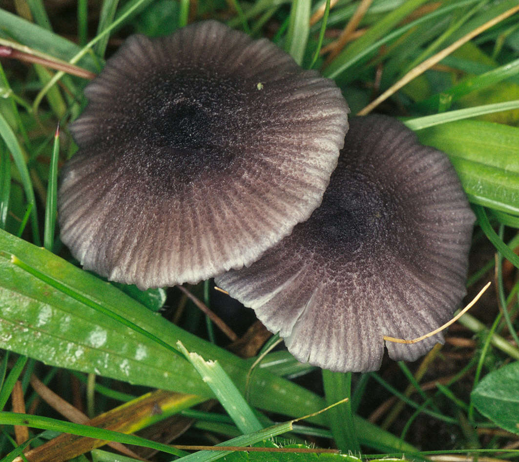 Image of Entoloma serrulatum (Fr.) Hesler 1967