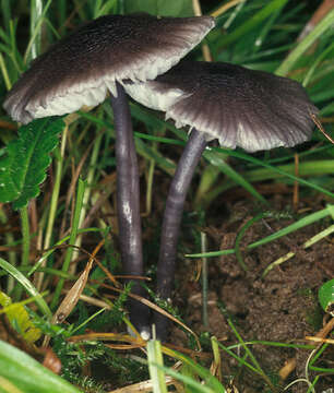 Image of Entoloma serrulatum (Fr.) Hesler 1967