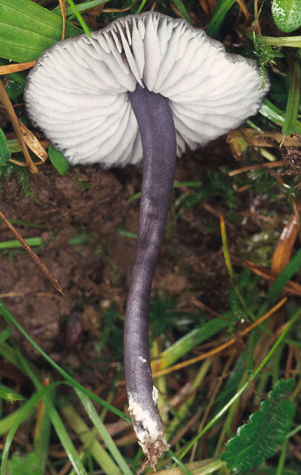 Image of Entoloma serrulatum (Fr.) Hesler 1967