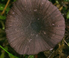 Image of Entoloma serrulatum (Fr.) Hesler 1967