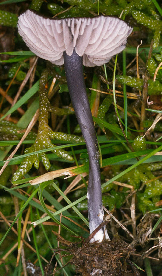 Image of Entoloma serrulatum (Fr.) Hesler 1967