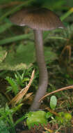 Image of Entoloma serrulatum (Fr.) Hesler 1967