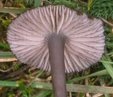 Image of Entoloma serrulatum (Fr.) Hesler 1967