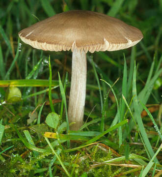 Image of Entoloma conferendum (Britzelm.) Noordel. 1980