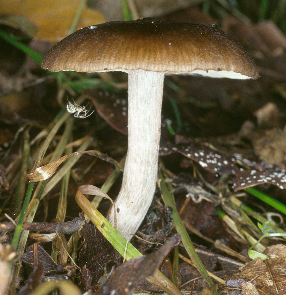 Imagem de Entoloma papillatum (Bres.) Dennis 1953